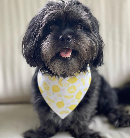 Lemon Dog Bandana, Reversible Snap-on Bow Set