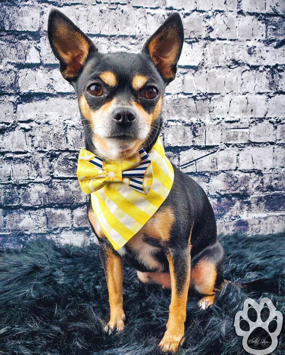 Lemonade with stripes Dog Bowtie