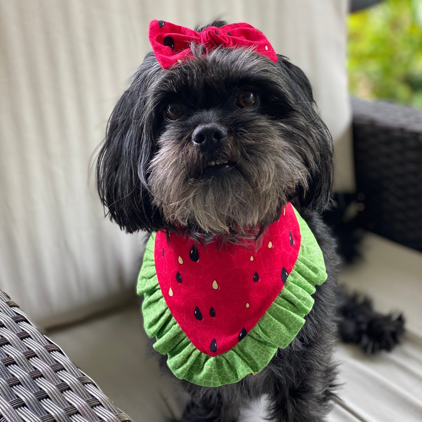 Pride Doggie Bandana with Ruffle, Matching Hair Bow
