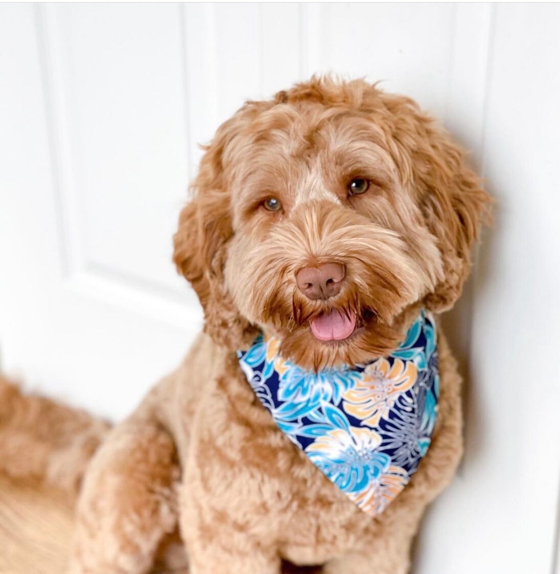 Blue Plant Leaf Dog Bandana