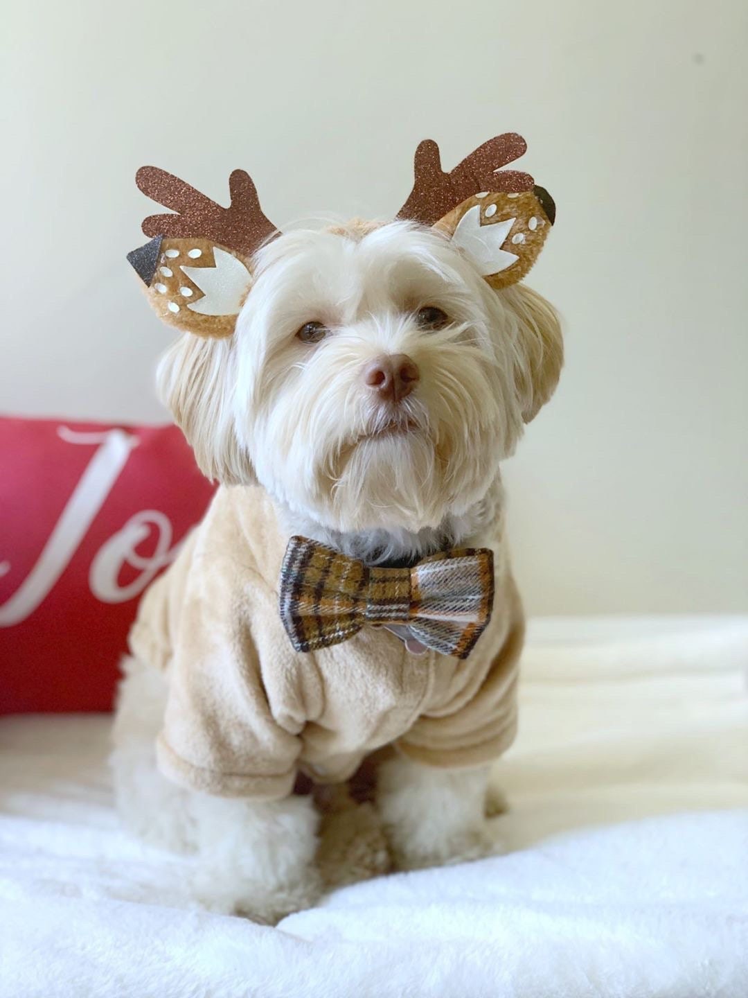 Fall Dog Bowtie, Stripes and Leaves Cotton Pet Bow Tie