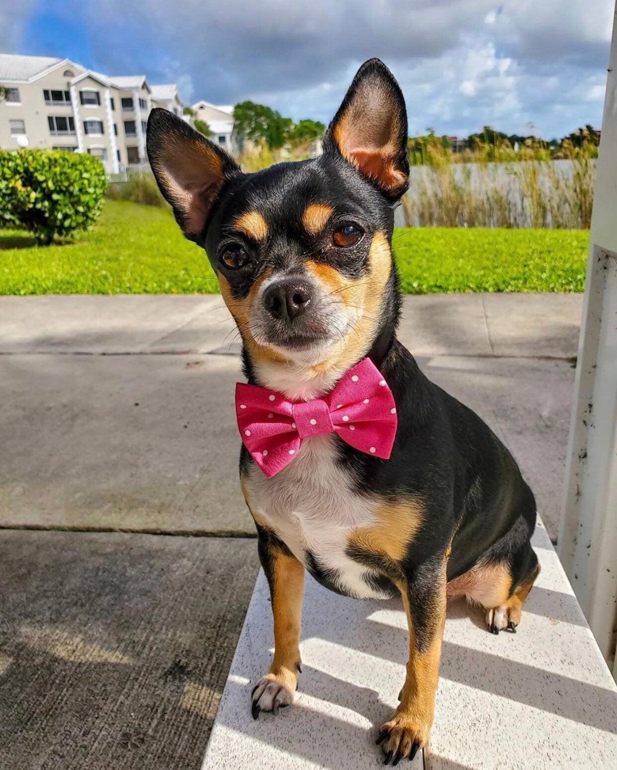 Fall dog bowtie, Nutty Squirrel bowtie, pet accessories, bow ties, dog accessories, dog collar, pet bowtie