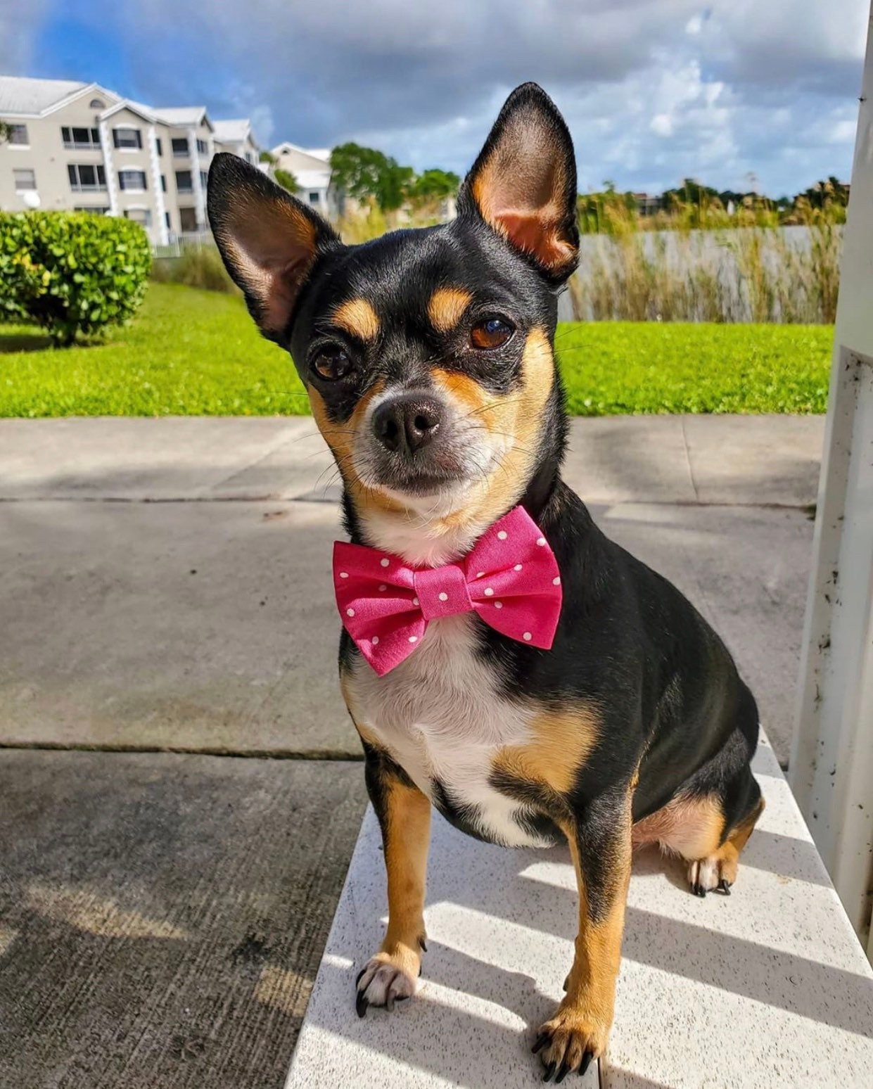 Handmade Fall Dog Bowtie, Abstract Leaves, Pet Collar Accessory