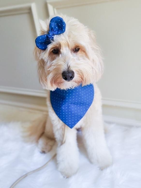 Watermelon Dog Bandana, Snap-On Style, Matching Hair Bow