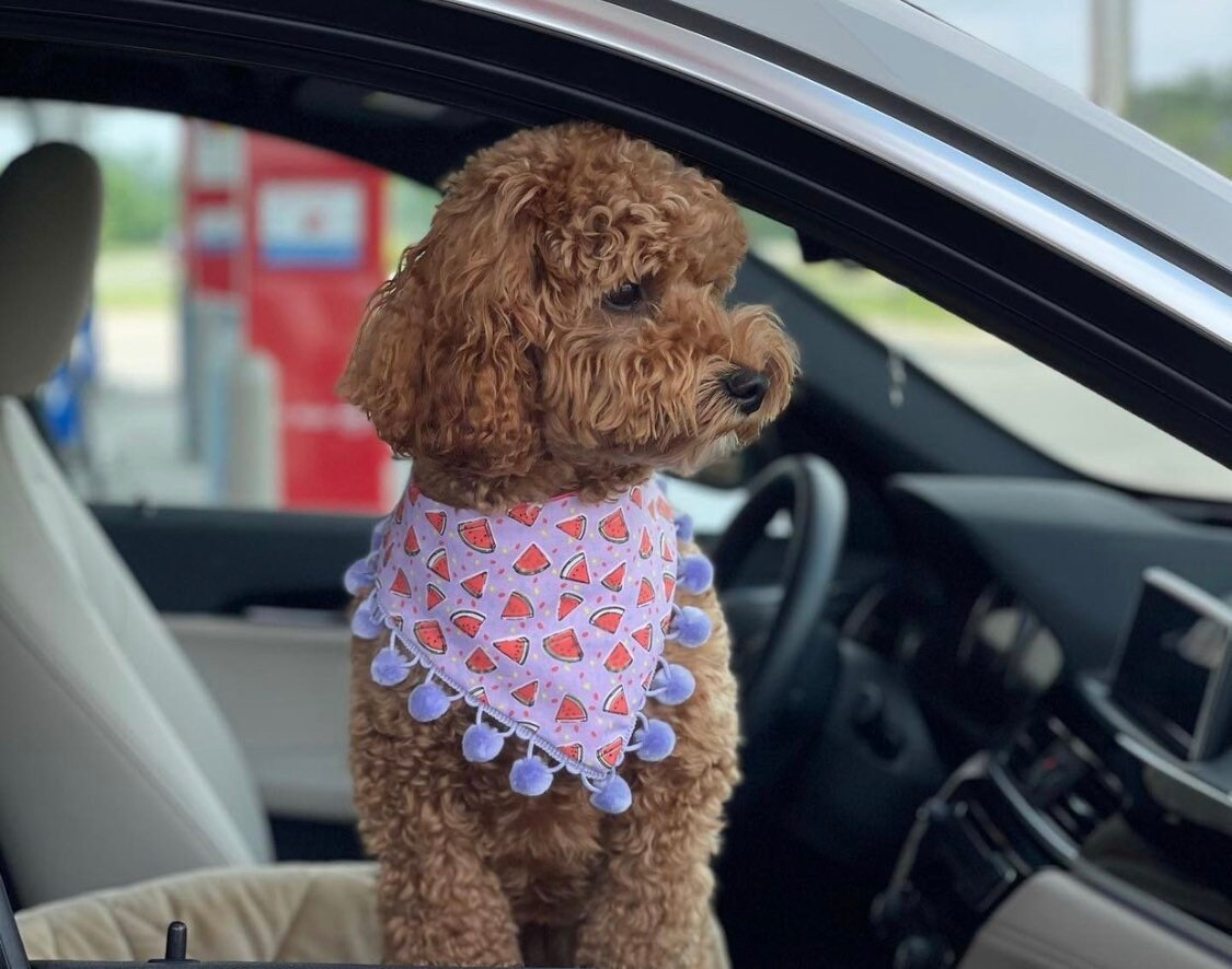 Watermelon Dog Bandana, Snap-On Style, Matching Hair Bow