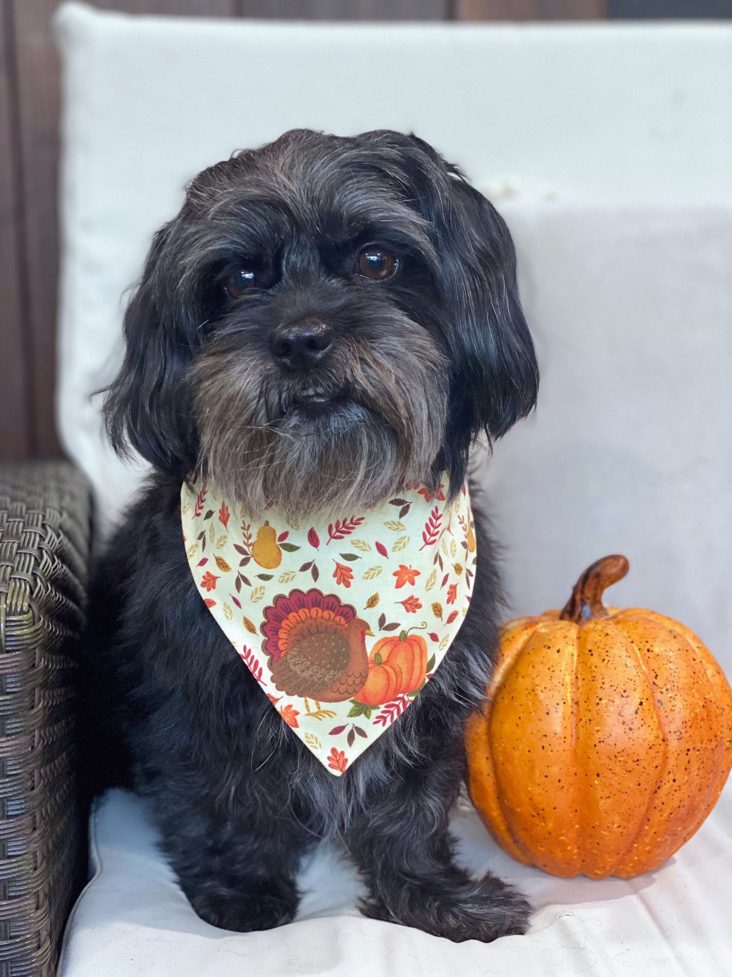 Turkey and Pumpkin Fall Dog bandana, Dog bandana, Snap on Bandana, Matching hair-bow, Bow and Bandana, Hair Scrunchies