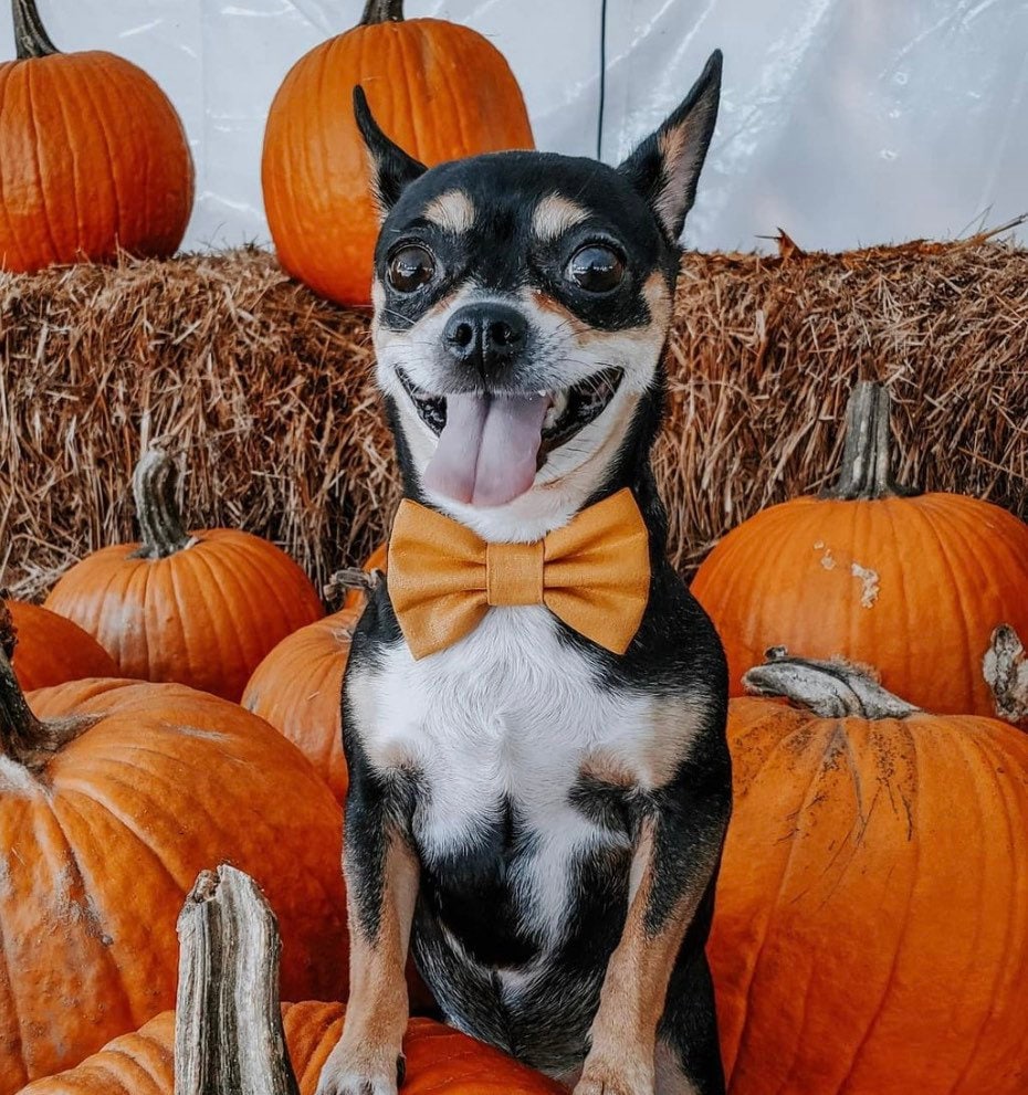 Fall dog bowtie, Pumpkin Donuts bowtie, pet accessories, bow ties, dog accessories, dog collar, pet bowtie