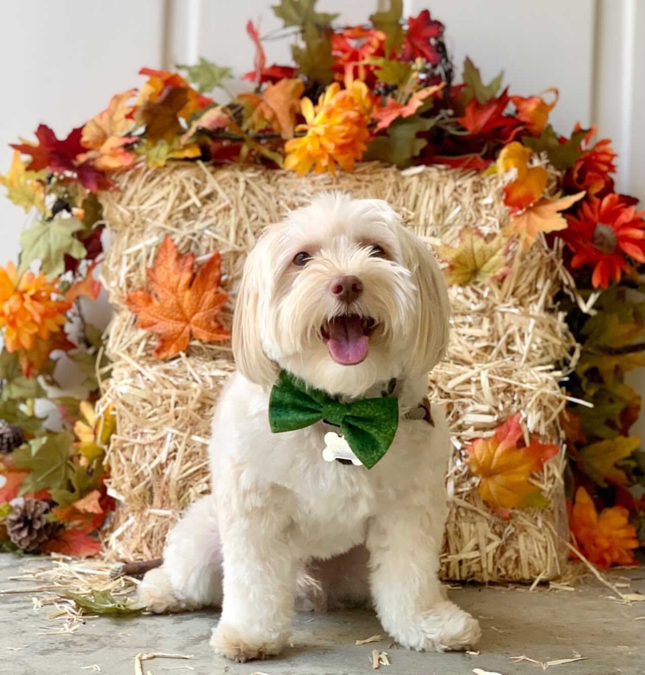 Fall dog bowtie, Pumpkin Pile bowtie, pet accessories, bow ties, dog accessories, dog collar, pet bowtie