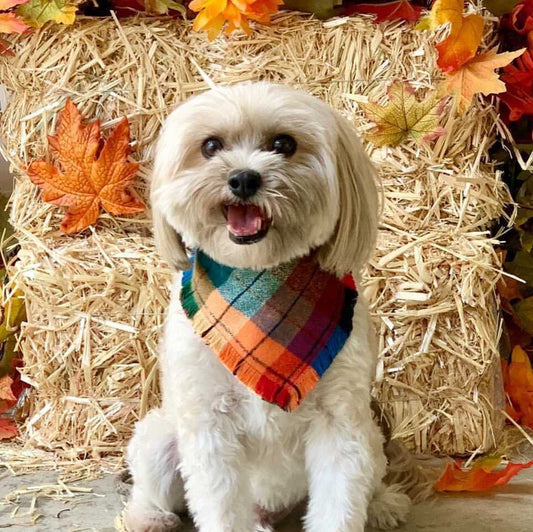 Frayed Plaid Flannel Dog Bandana, Puppy Bow, Reversible Snap