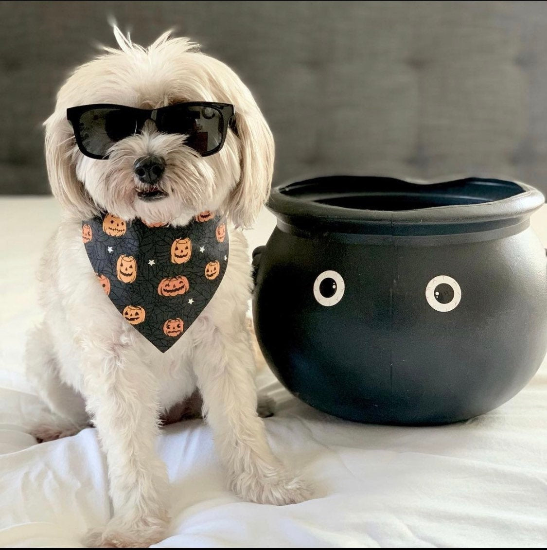 Halloween Dog bandana, Pumpkins and Halloween Cobweb