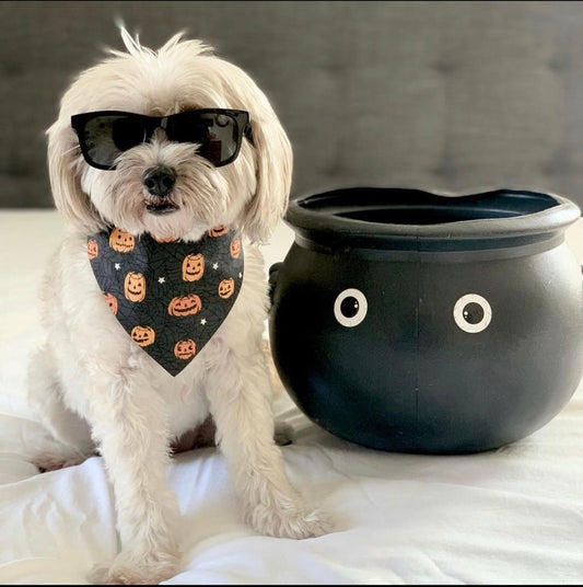 Halloween Dog bandana, Pumpkins and Halloween Cobweb