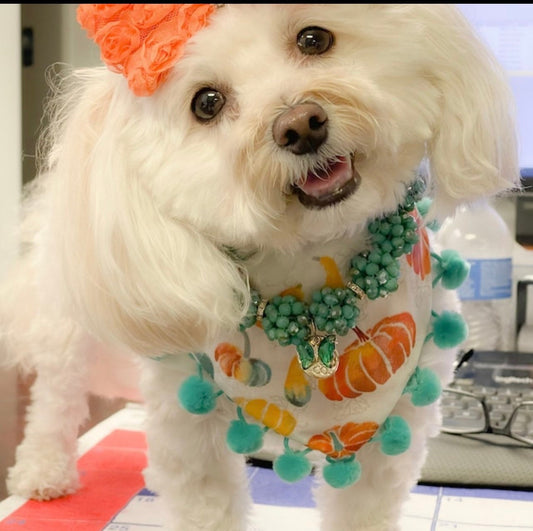 Pumpkin Fall Dog Bandana, Snap On, Bow & Scrunchie Set