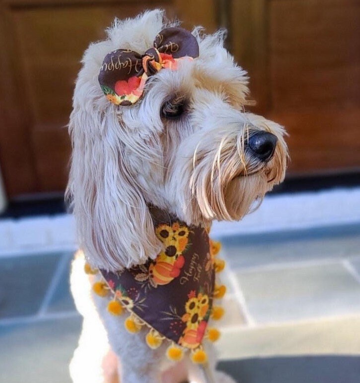 New Christmas dog bandana, red truck bandana, Seasons Dog Bandana, easy snap-on dog bandana, pet accessory, bandana for dogs, pompom bandana