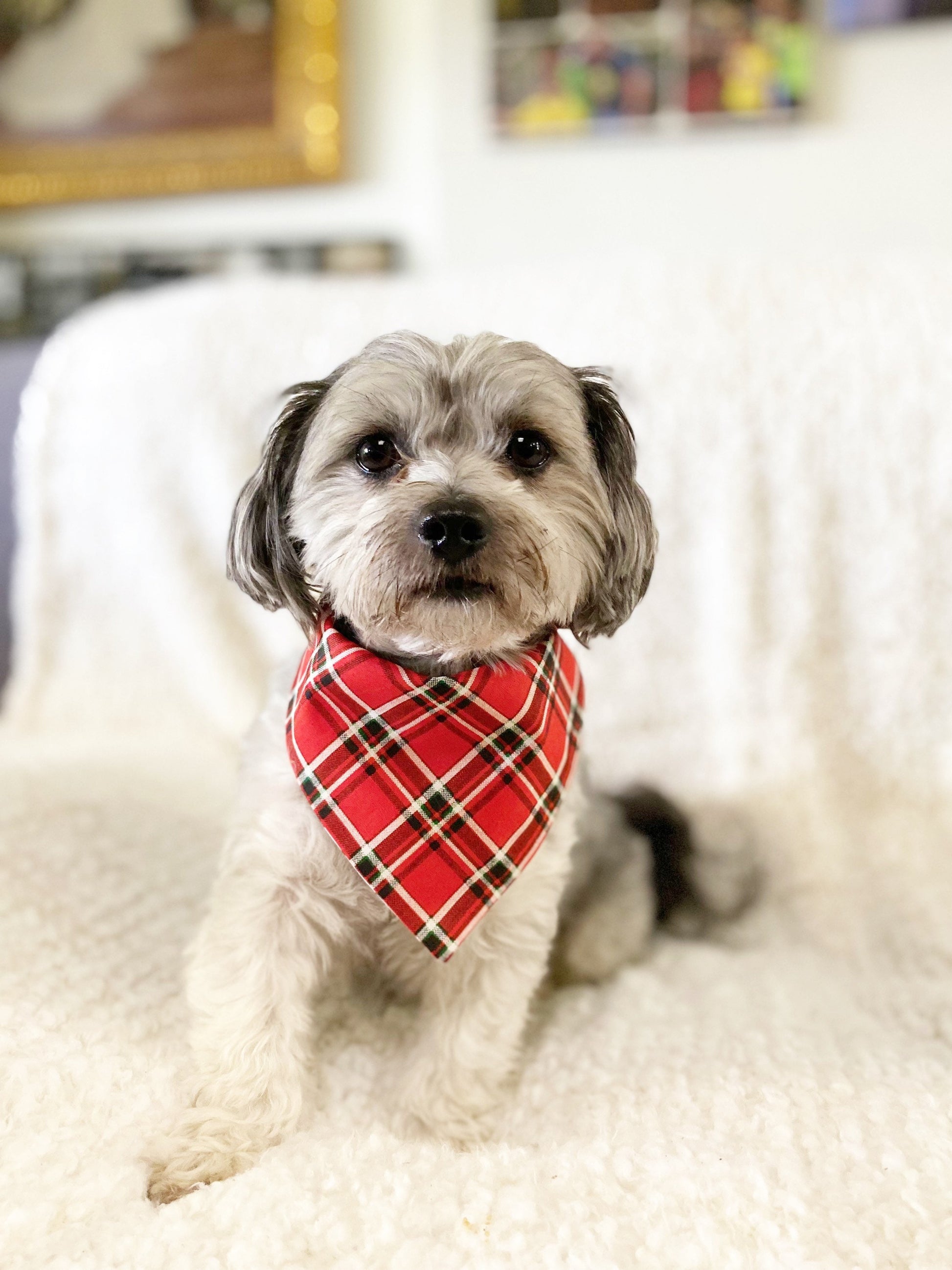 New! Christmas Dog bandana, Christmas tree Dog bandana, Snap on Bandana, Matching hair-bow, Bow and Bandana, Hair Scrunchies, red plaid