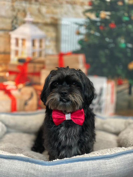 Red Satin Dog Bowtie, pet accessories, dog accessories, dog collar, pet bow tie, fancy bow, Christmas bow tie, valentines bow tie