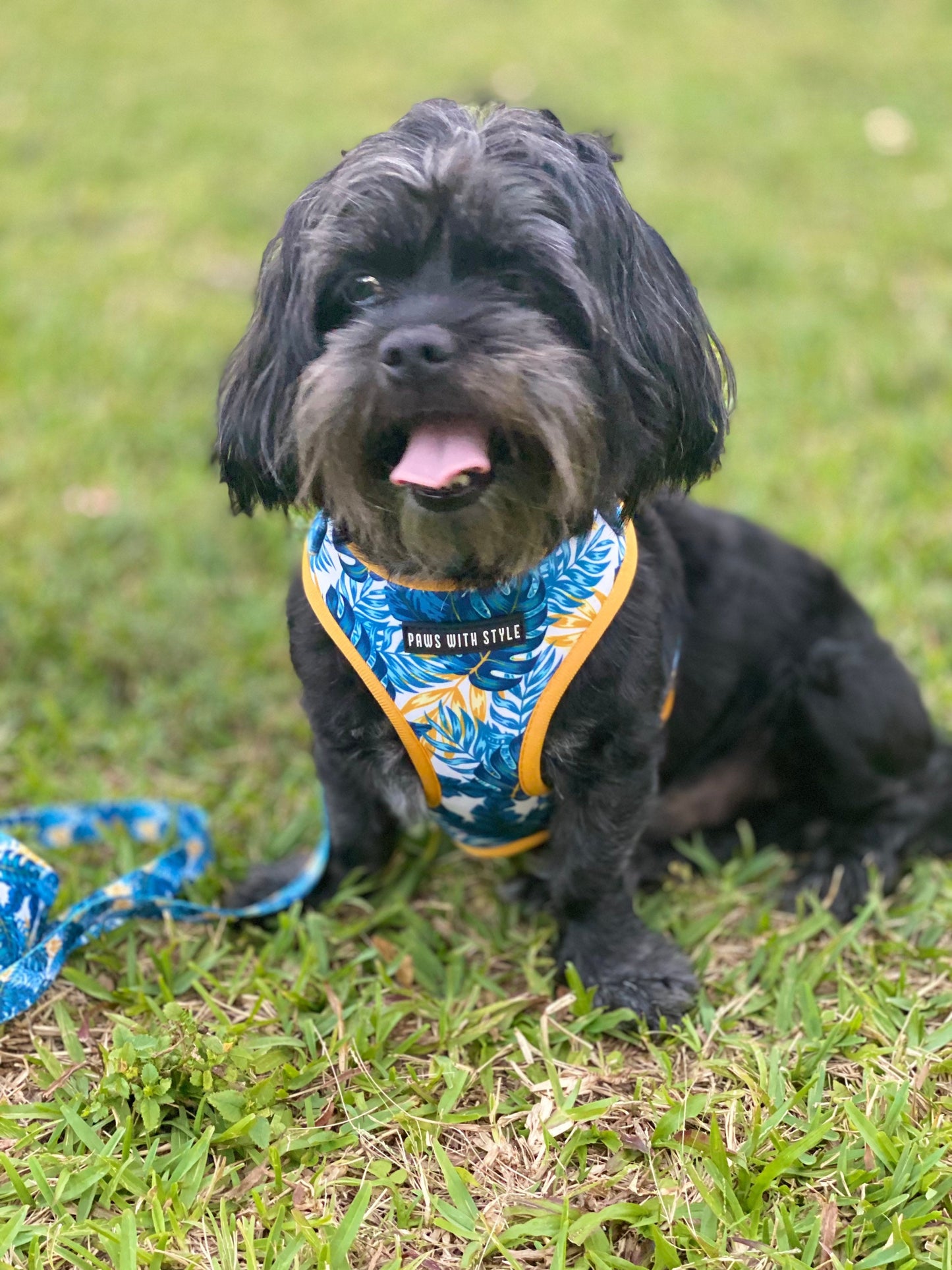 BUNDLE Set Blue Tropical Dog Adjustable Harness