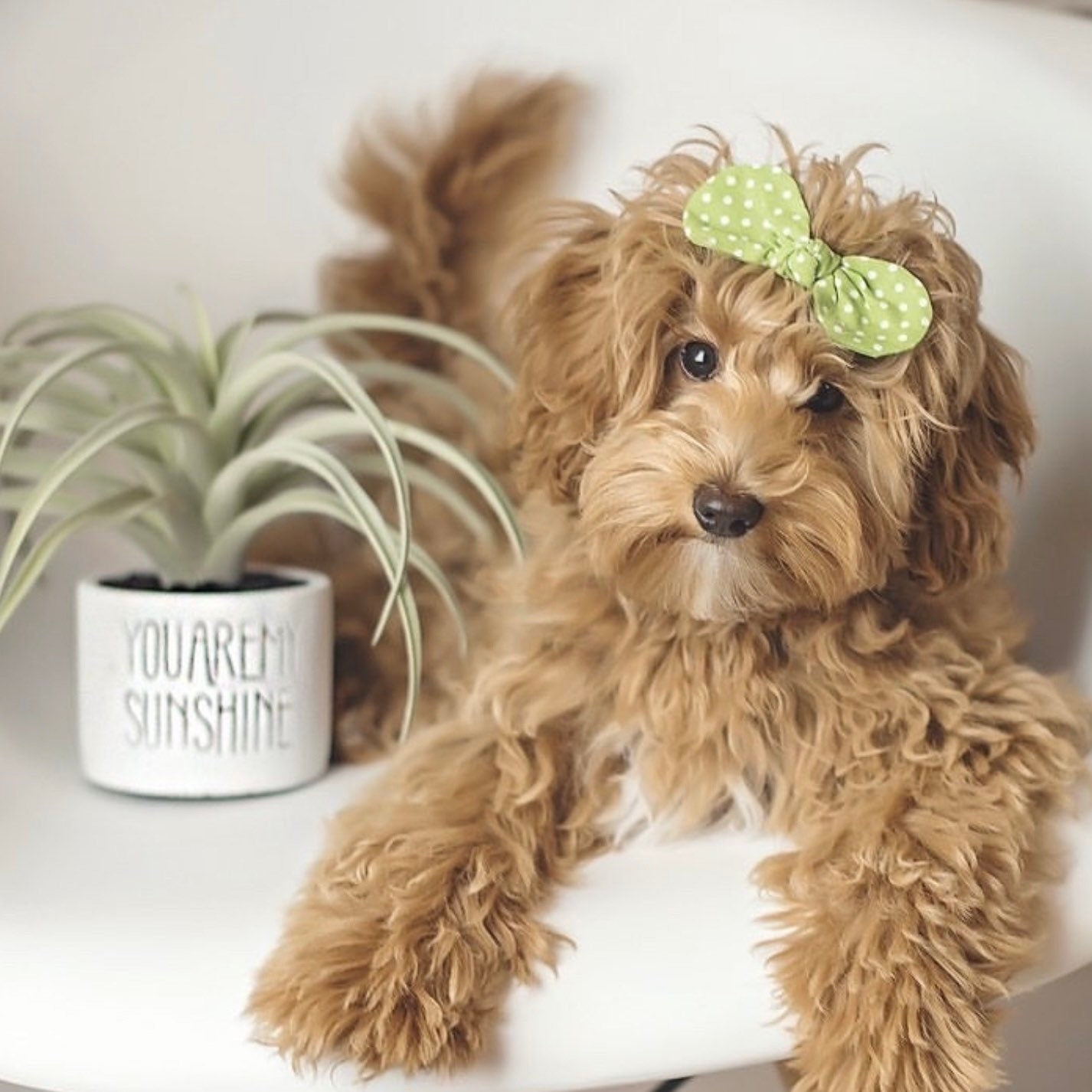 Spring Floral Dog Hair Bow, Puppy Alligator Clip or French Barrette