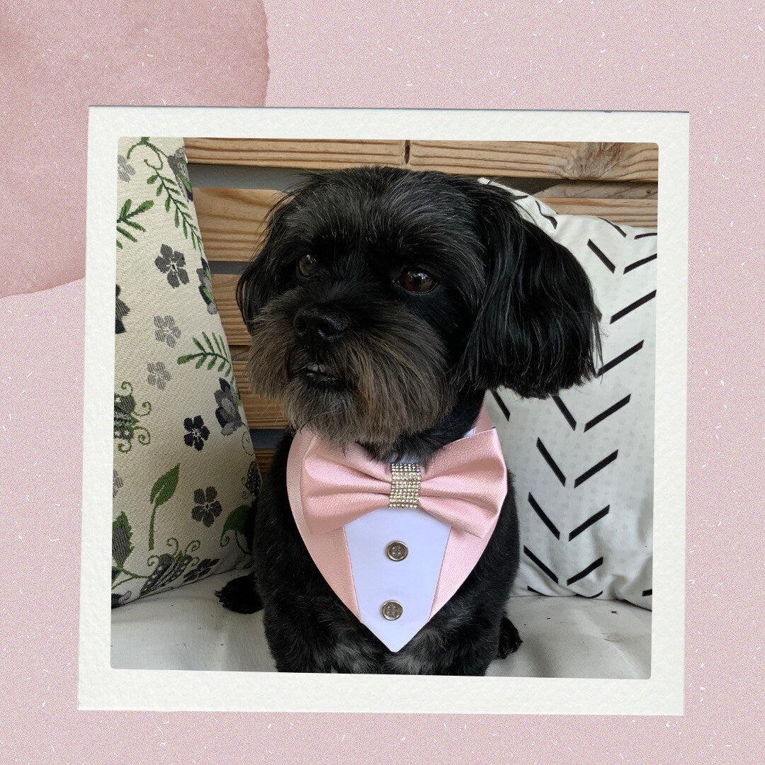 Peach Lace Dog Bandana Tuxedo with Bowtie, Wedding Attire