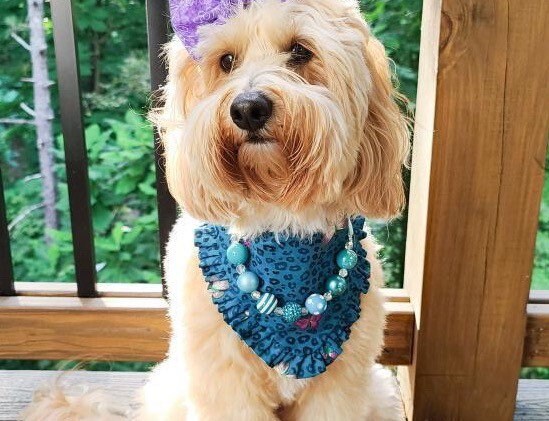 Butterfly Blue Spring Dog bandana with Ruffle