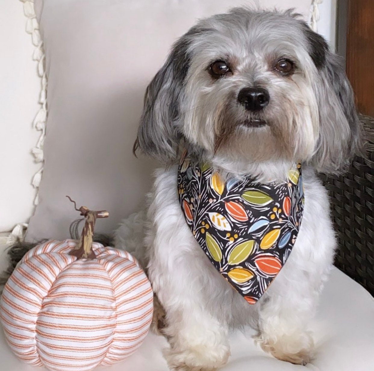 Daisy Gingham Dog Bandana, Autumn Pet Scarf with Hair Bow