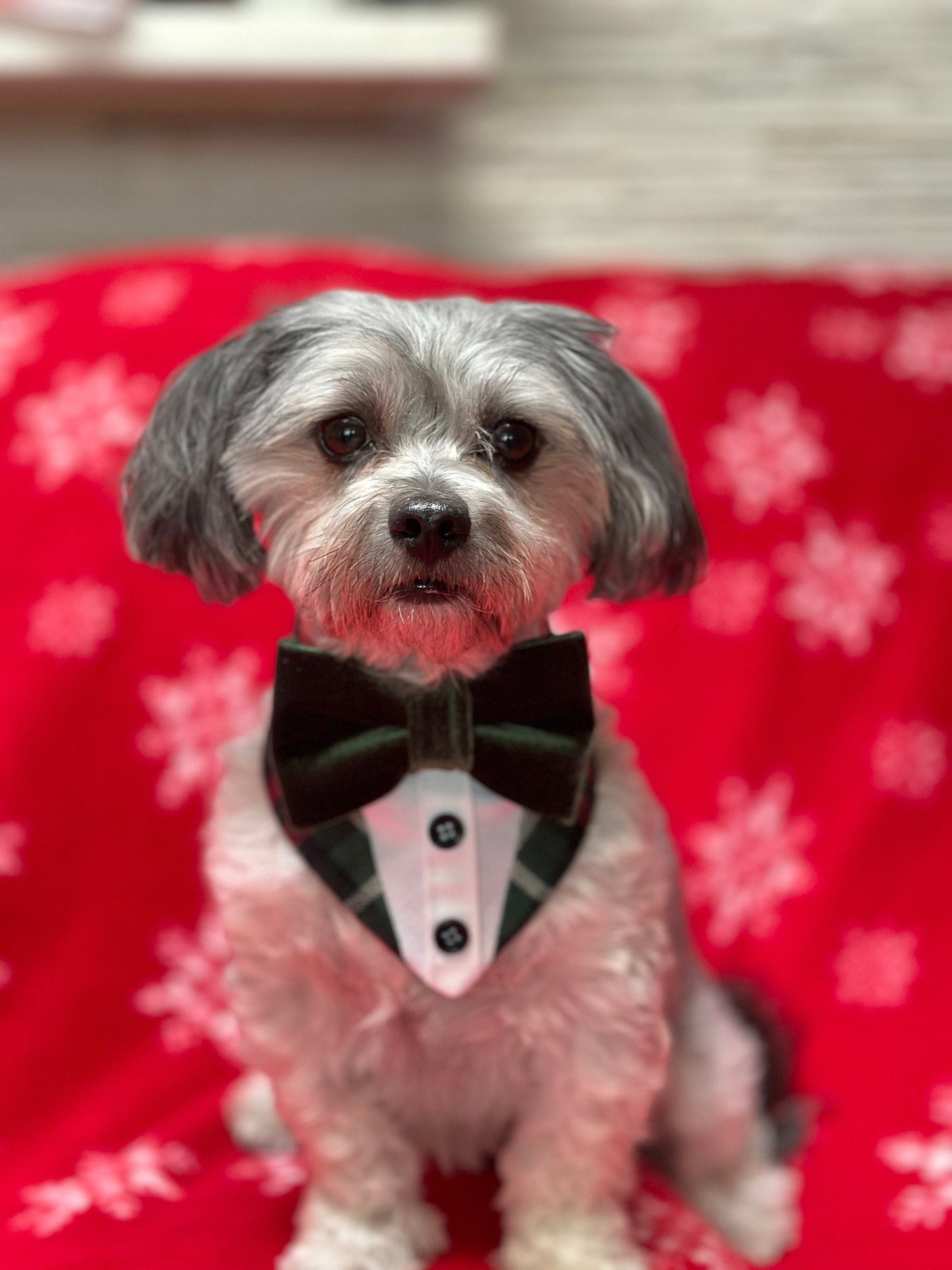 Red Green & White Dog Tuxedo Bandana