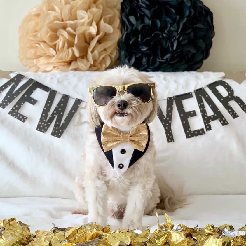 Dog Tuxedo bandana