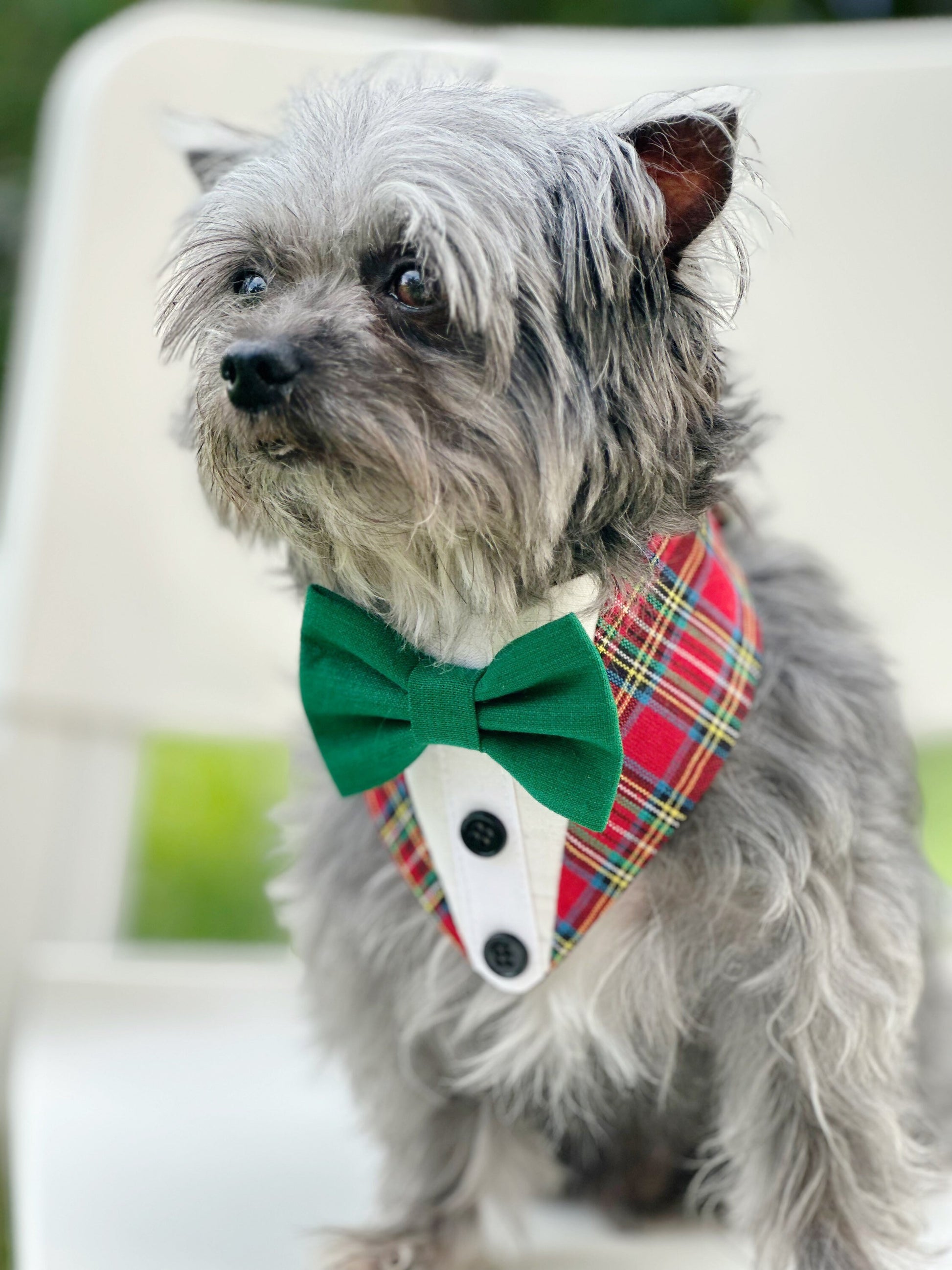 Tuxedo dog bandana, Christmas bandana with bowtie