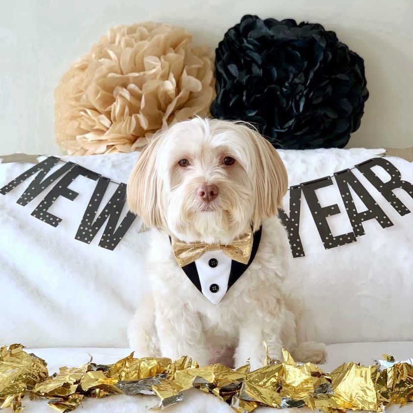 Dog Tuxedo bandana