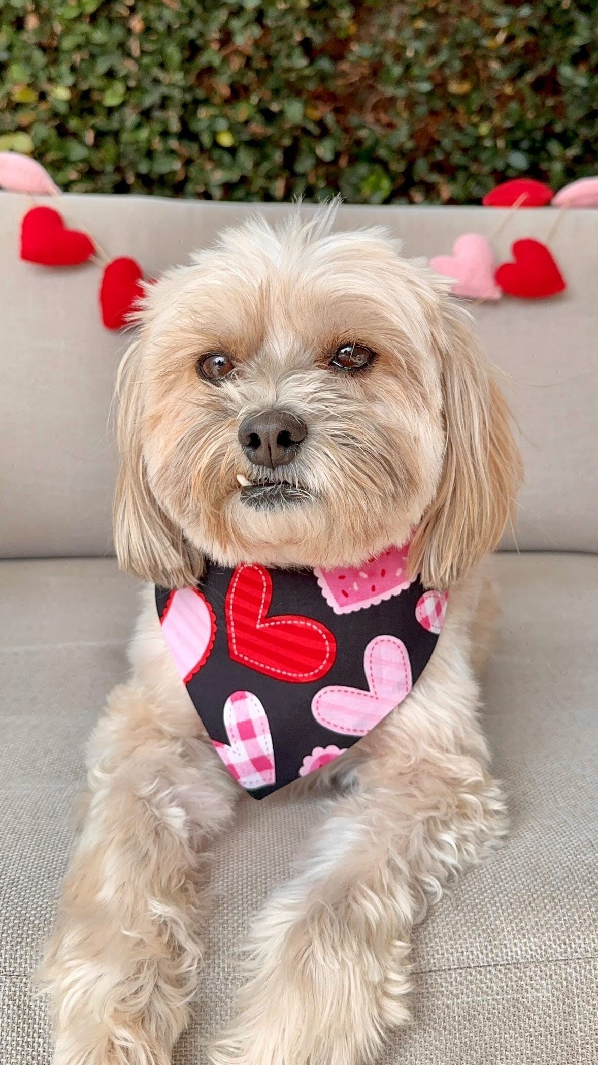 Valentines Dog Bandana, Hearts Reversible Snap Scarf, Matching Hair Bow