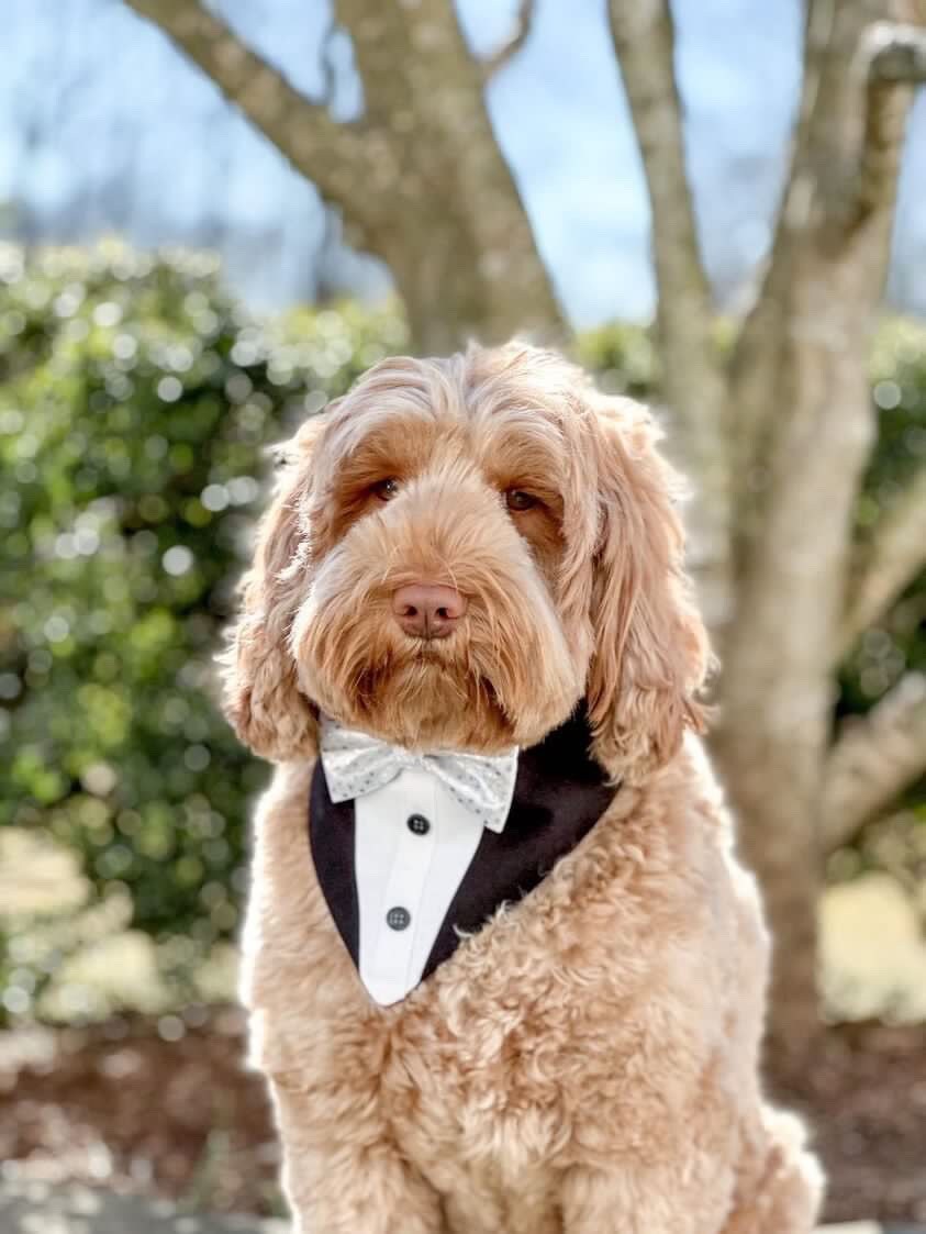 Custom Tuxedo Dog Tuxedo Bandana
