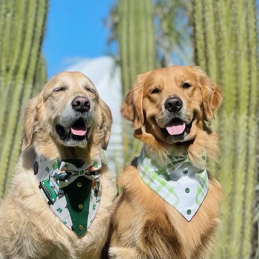 Tuxedo Dog Bandana with Bowtie, St Patrick’s Day Pet Scarf