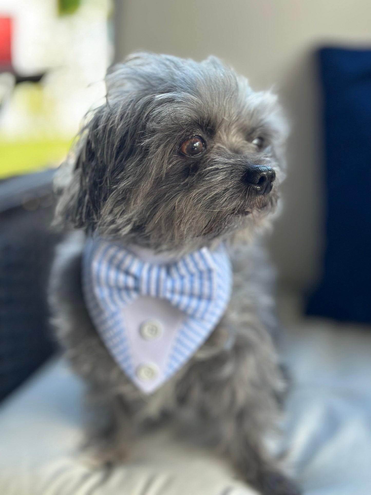 Custom Tuxedo Dog Tuxedo Bandana
