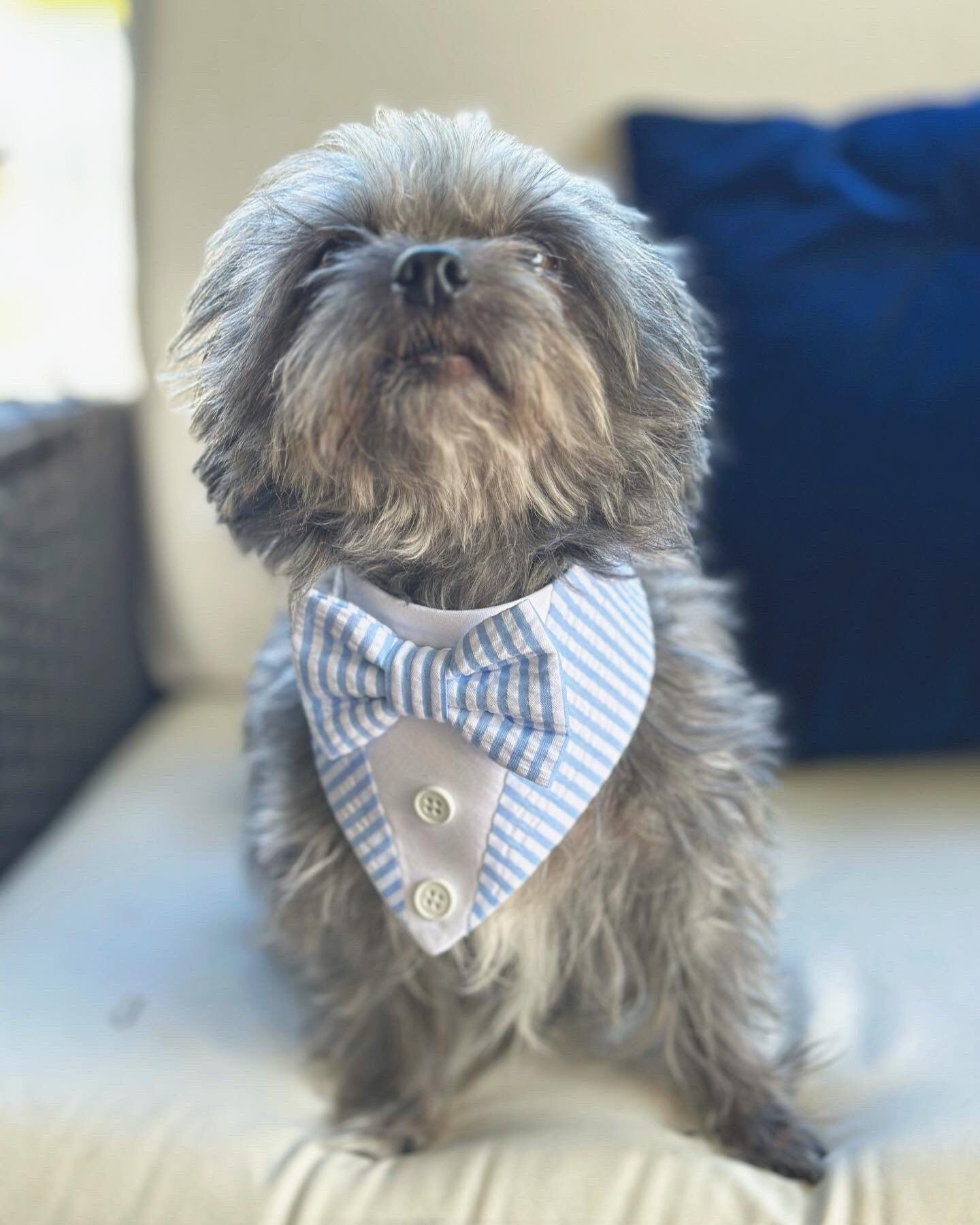 Spring Pink and Green Gingham Dog Tuxedo Bandana