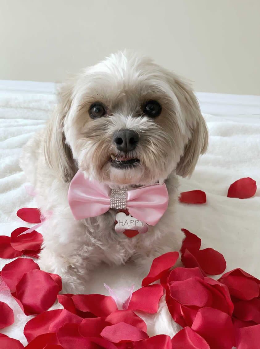 Valentine's Dog Bowtie, Puppy Love Sailor Bow