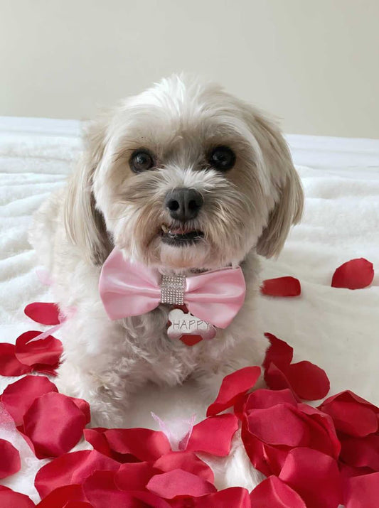 Valentine's Dog Bowtie, Puppy Love Sailor Bow