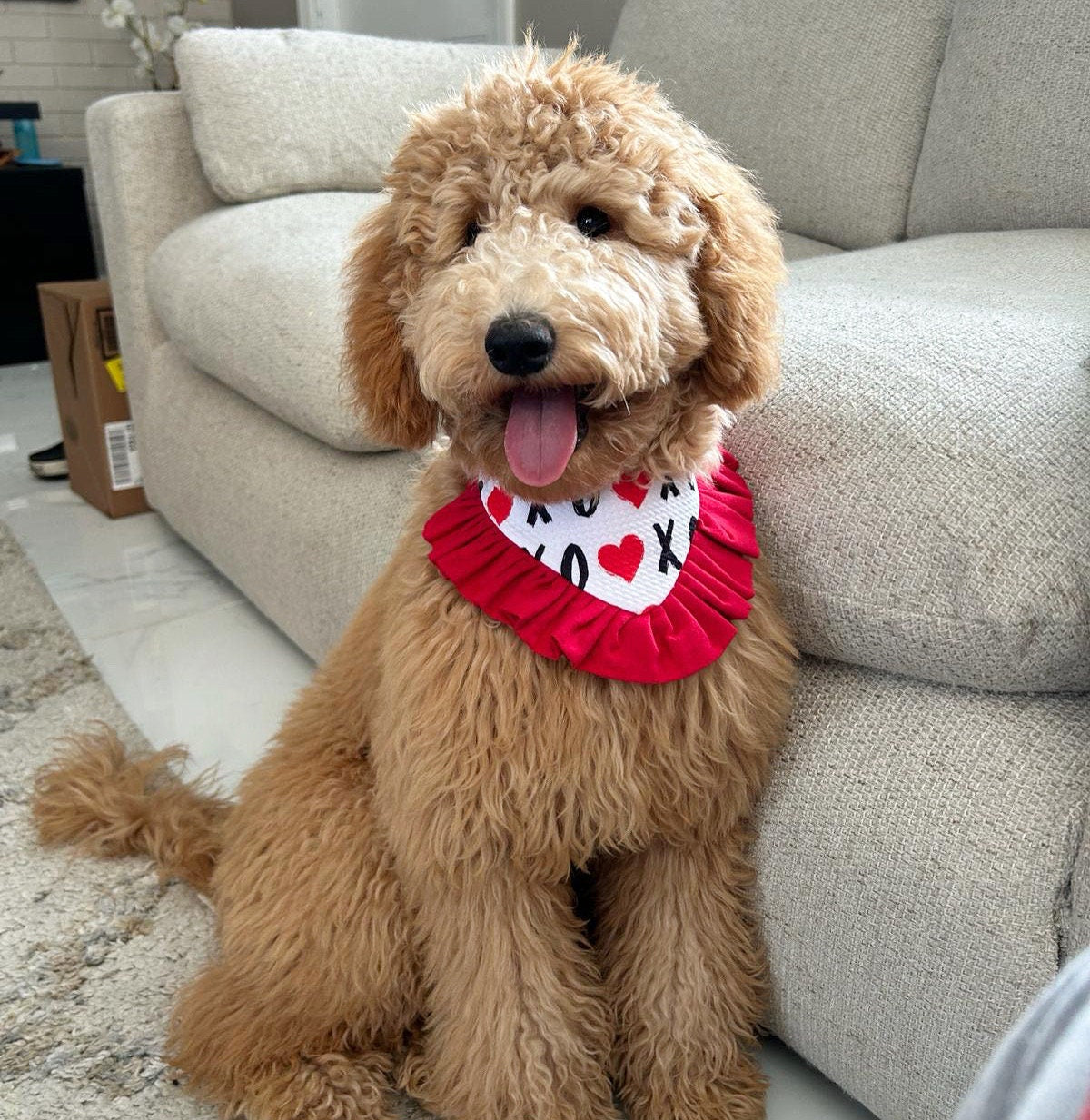 XoXo Valentines dog bandana with ruffles