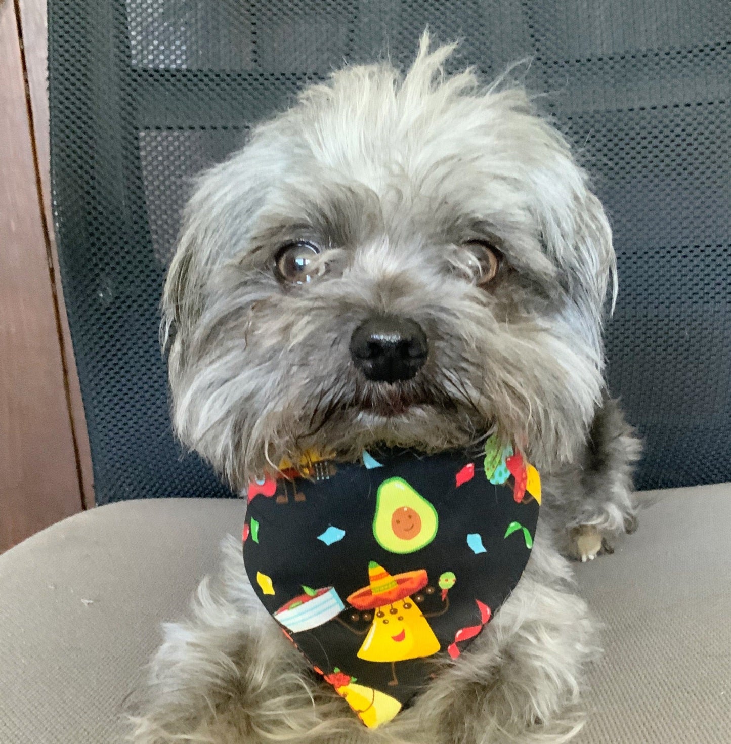 Cinco de Mayo Dog Bandana, Fiesta Dog accessories