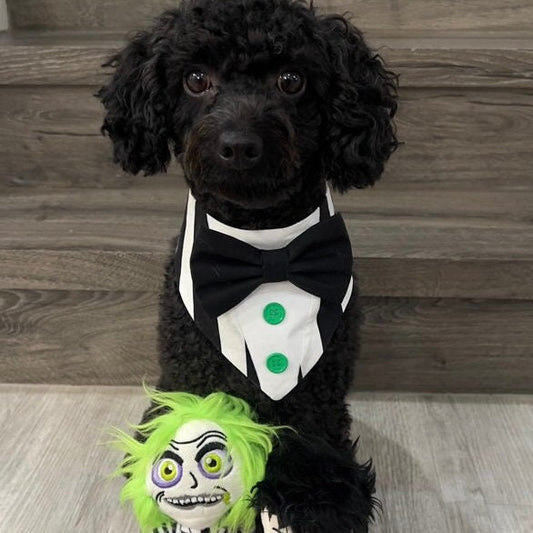 Beetle Juice Dog Tuxedo, Black and White Halloween Dog Bandana