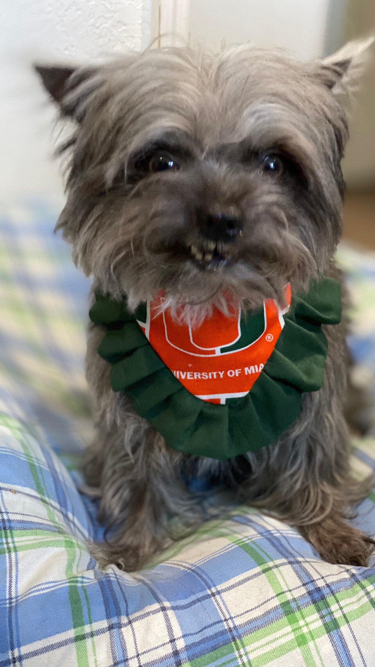 Sport Dog Bandana with Ruffles