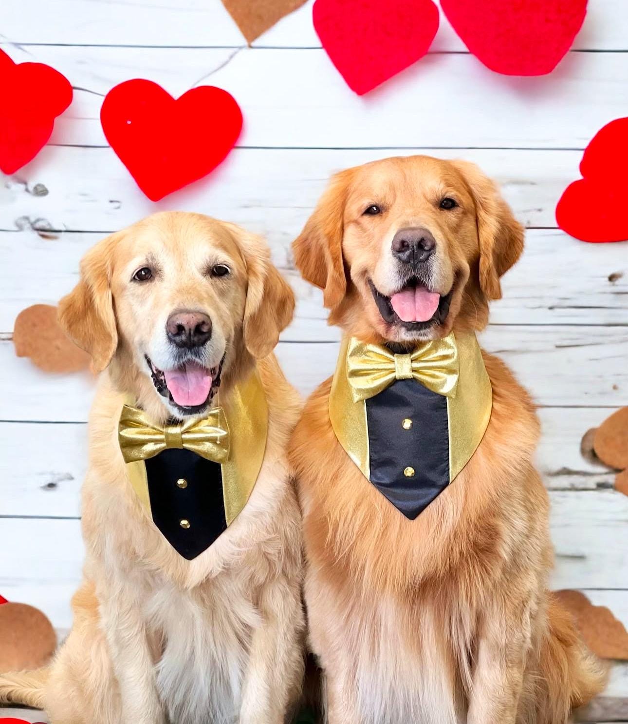 New Years Dog Tuxedo Bandana Gold & Black
