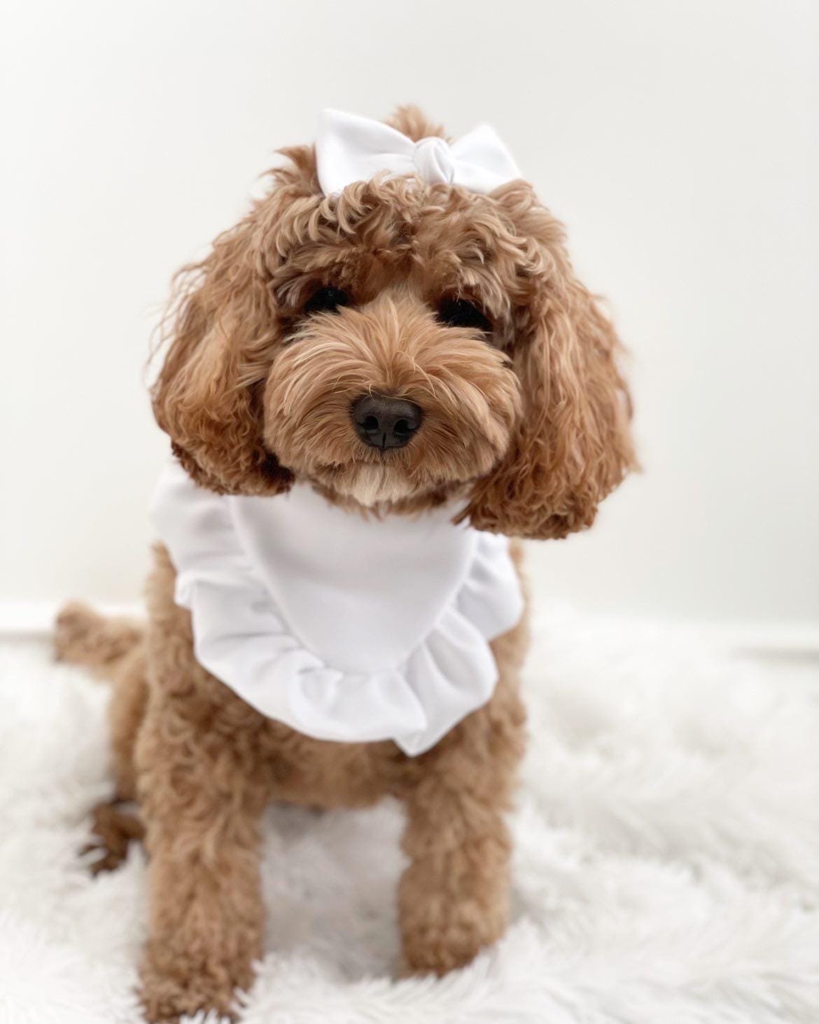 Dog bandana with Ruffle, Dogs and leaves Autumn scarf for pets, gift for dogs and cats fall inspired dog bandana, reversible bandana snap on