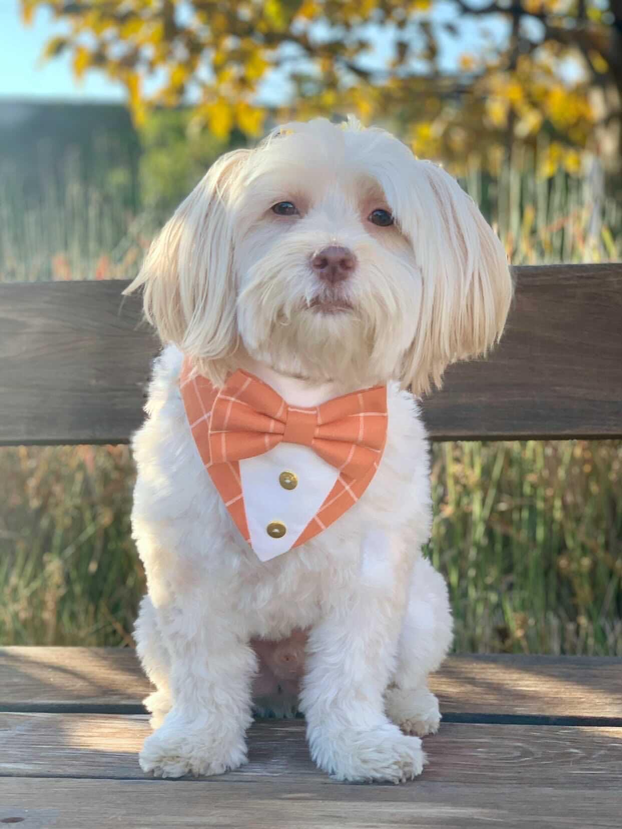 Fall Dog Tuxedo bandana Dogs and Leaves bandana with Snaps, Pet scarf gift, Season dog scarf, bandana with bow tie fancy Bandana