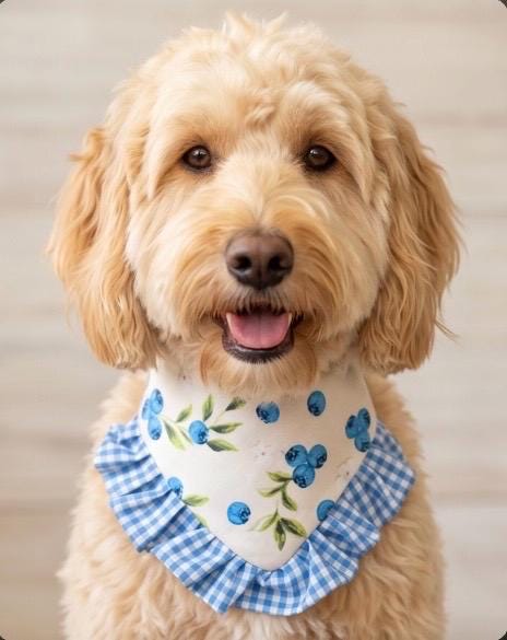 Blueberry Dog Bandana with Gingham Ruffles, Summer Berries pet scarf, perfect gift for summer for dogs, Girly bandanas and cats