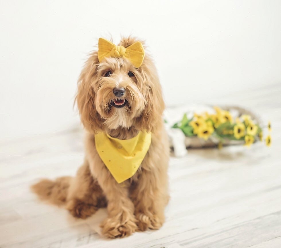 Mustard Dog Bandana