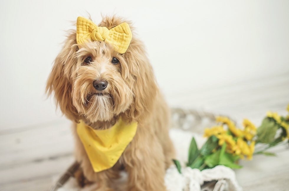 Mustard Dog Bandana