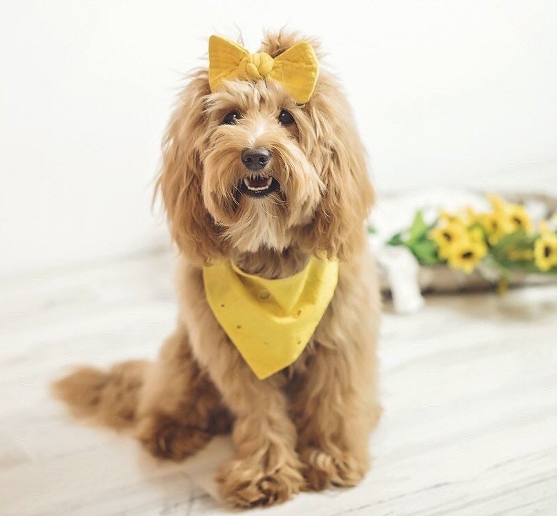 Mustard Dog Bandana