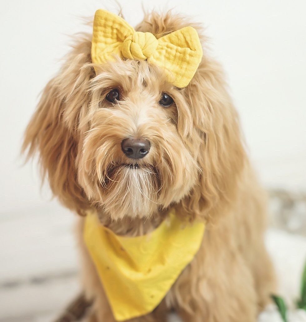 Mustard Dog Bandana