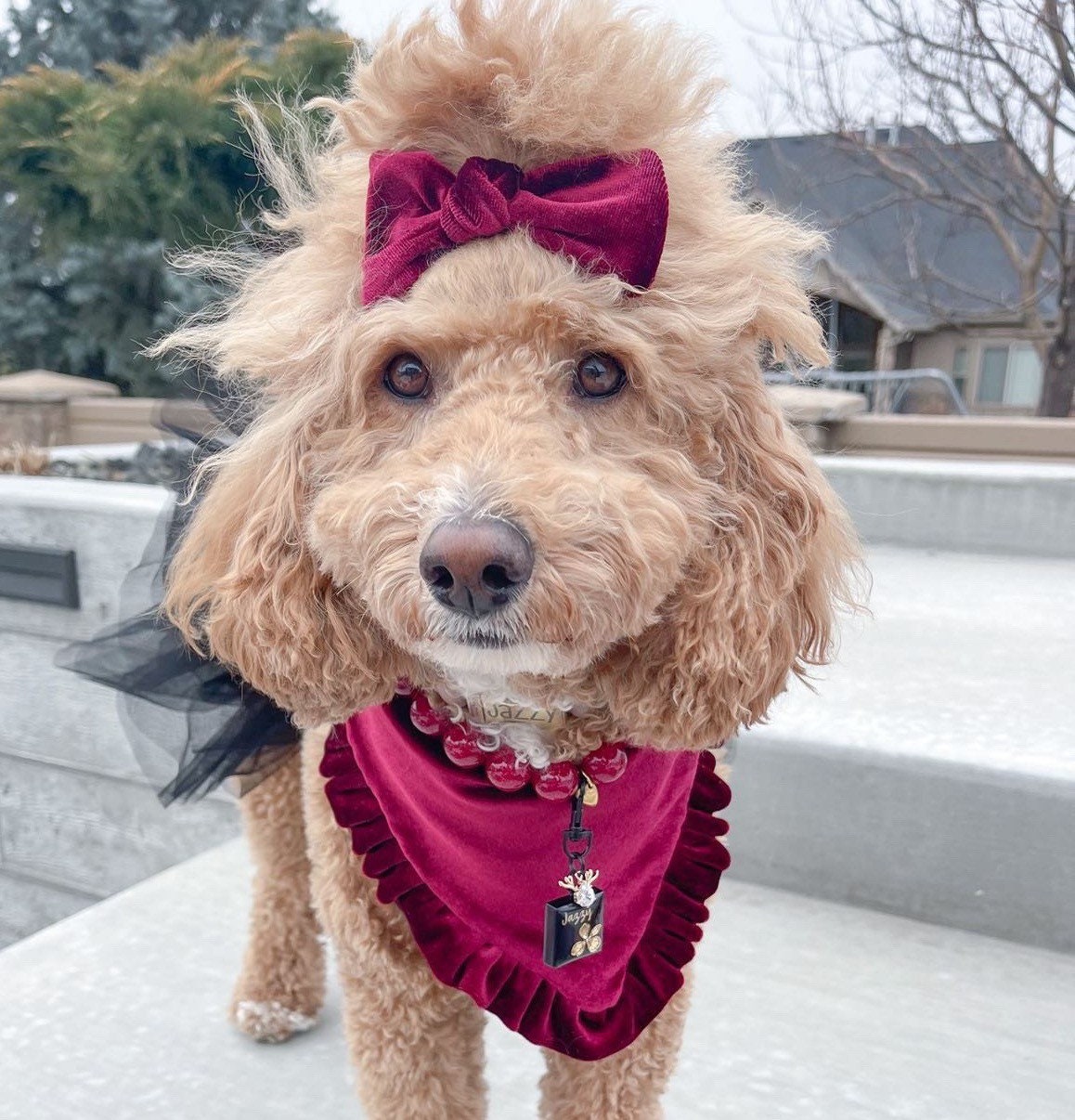 New! Velvet Burgundy with ruffles Dog bandana, Fancy bandana, Snap on Bandana, Matching hair-bow, Bow and Bandana, Christmas bandana