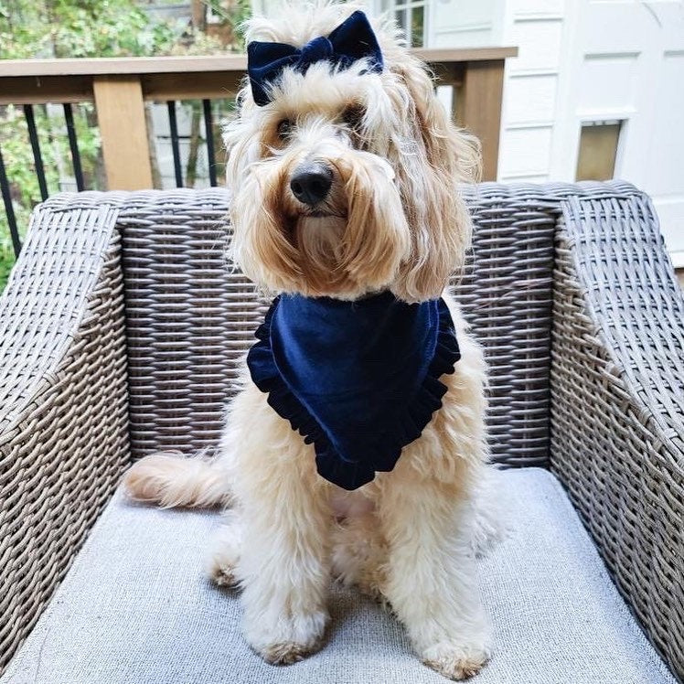 New! Navy Velvet with ruffles Dog bandana, Fancy bandana, Snap on Bandana, Matching hair-bow, Bow and Bandana, fall dog bandanas