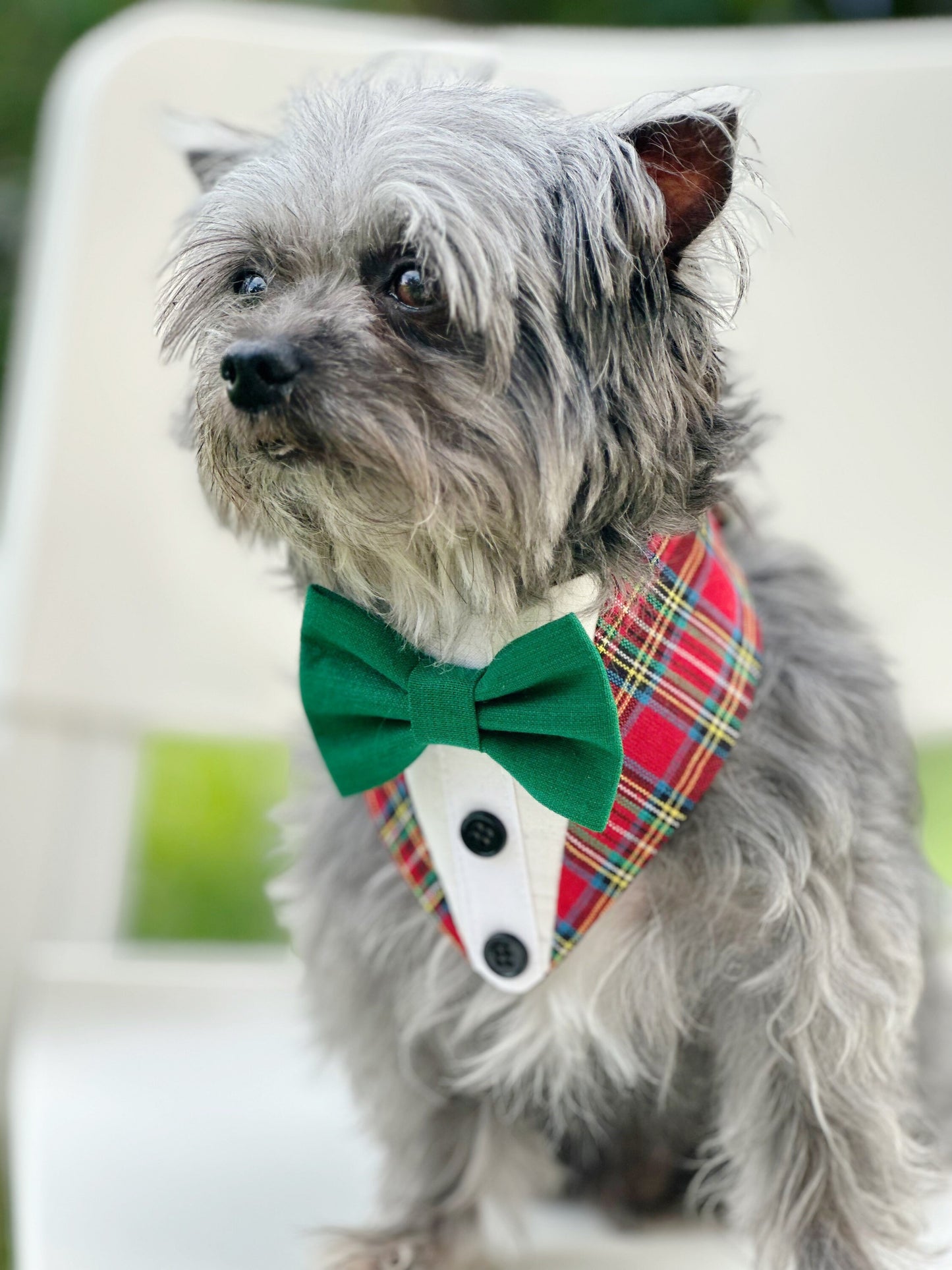 Red Green & White Dog Tuxedo Bandana